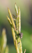 Die fast reifen, bereits verfärbten Schoten sind nur ca 2 cm lang. (Bild: W. Wohlers, JKI)