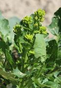 Der Trieb besteht aus einem Hauptrieb und mehreren Seitentrieben, jeweils mit vielen Knospen. (Bild: W. Wohlers)