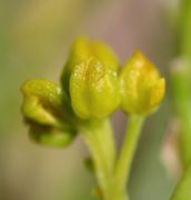 Die Kelchblätter, hier bei Knospen, sind gelb. (Bild: W. Wohlers)