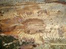 Bark beetle galleries.JPG