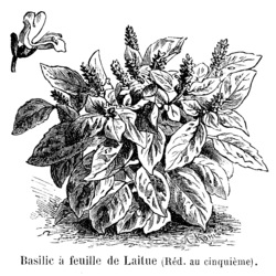 Basilic à feuille de laitue Vilmorin-Andrieux 1904.png