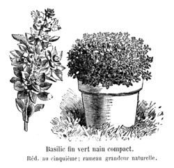 Basilic fin vert nain compact Vilmorin-Andrieux 1904.png