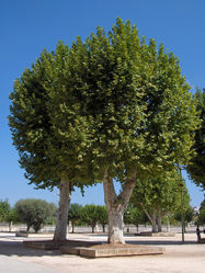 Habitus – Georges Jansoone, CC BY 2.5