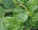 Bean pod mottle virus IPM5473570.jpg