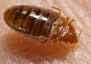 Bed bug, Cimex lectularius.jpg