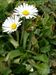 Bellis-perennis Biel-1 BIB.jpg