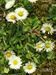 Bellis-perennis Biel-3 BIB.jpg