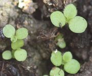 Das kleine Insekt könnte der Garten-Kugelspringer Bourletiella hortensis sein. (Bild: W. Wohlers, JKI)