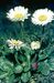 Bellis perennis 4-169-5-2-2.jpg