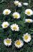 Bellis perennis 4-169-5-2-3.jpg