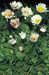 Bellis perennis 4-169-5-2-4.jpg