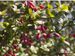 Berberis-vulgaris Wolf-1 BIB.jpg