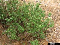 Berberis thunbergii IPM5379545.jpg