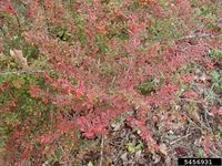 Berberis thunbergii IPM5456931.jpg