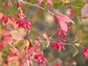 Berberis vulgaris