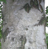 Betula pendula bark JR Press 870a.jpg