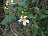 Bidens pilosa (4).JPG