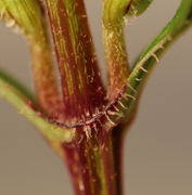 Der Rand des Blattstielgrunds ist mit besonders dicken Haaren besetzt. (Bild: W. Wohlers)