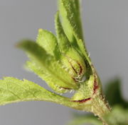 Trieb mit gegenständigen Blättern, in deren Achseln Knospen wachsen, sowie eine große Endknospe. (Bild: W. Wohlers)