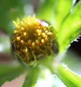 Die Blütchen am Rand des Blütenkorbs gehen zuerst auf. (Bild: W. Wohlers)