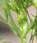 Ende Mai, Anfang Juni erscheinen die ersten Knospen. (Bild: W. Wohlers)