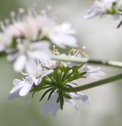 Jedes Döldchen hat einige Tragblätter. (Bild: W. Wohlers)