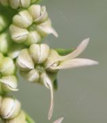 Die grünen Knospen, d.h. die grünen Kronblätter verfärben sich rosa. Die Narben sind schon lange zu sehen. (Bild: W. Wohlers)