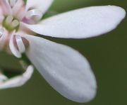 Das Kronblatt hat zwei große Seitenflügel, während die kleine Spitze zum Blütengrund weist. (Bild: W. Wohlers)