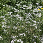 Der Bestand im Unkrautgarten im Juni. Die Pflanzen sind hier etwa 50 cm hoch. (Bild: W. Wohlers, JKI)