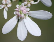 Dies sind nicht zwei, sondern drei große Blüten: Eine Blüte mit zwei, die beiden äußeren nur mit einem Seitenflügel. (Bild: W. Wohlers)