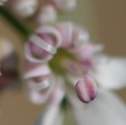 Eine Anthere erhebt sich über die Blüte, ist aber noch geschlossen. (Bild: W. Wohlers)