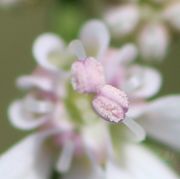 Zwei Antheren haben sich geöffnet, der weiße Pollen ist sichtbar, auf dem Foto leider etwas unscharf. (Bild: W. Wohlers)