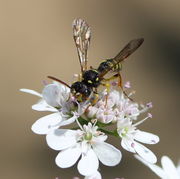 Der Strahlen-Hohlsame wird von einer Solitärwespe besucht, eine Ceceris-Art, Grabwespe Crabronidae. Sie jagen kleinere Bienen, aber auch Käfer. (Bild: W. Wohlers)