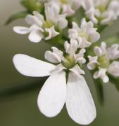 Die Frucht beginnt anzuschwellen. Die Kronblätter stehen weiter auseinander. (Bild: W. Wohlers)