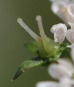 Der Griffel ist stark geschwollen. Kronblätter wie auch die kleinen Kelchblätter sitzen über dem Fruchtknoten. (Bild: W. Wohlers)