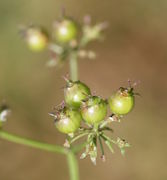 Ein Döldchen mit nur vier Früchten, sieben weitere sind verkümmert. (Bild: W. Wohlers, JKI)