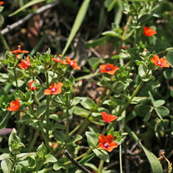 Anagallis arvensis var. arvensis, Blühende Pflanze