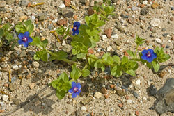 Anagallis arvensis var. caerulea, Algarve, Salzmarsch südlich Castro Marim, 28. März 2010.