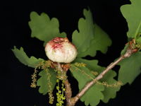 Junge „Kartoffelgalle“ Mitte Mai (Foto: Siegfried Kehl)