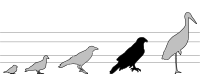 etwa so groß wie Gänse  (70-90 cm)