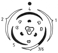 Blütendiagramm Polygonum (Rolf Wißkirchen).png