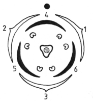 Blütendiagramm Rumex (Rolf Wißkirchen).png