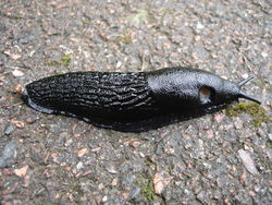 Schwarze Wegschnecke: Alttier (adult) - Rasbak, CC BY-SA 3.0