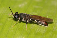 Black soldier fly.jpg