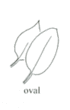 oval