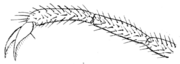 Frußkralle und Tarsus-(=Fuß) glieder (Bezzi 1913)