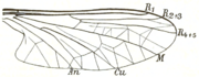 Flügel ♂ (mit Äderbezeichnung,Grünberg 1910)