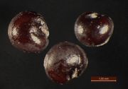 Blitum bonus-henricus: reife Samen mit Resten dünner anhaftender Fruchtschale (Perikarp), Bot. Gärt. Bonn, Herb. Wissk 1297 (Foto: Rolf Wißkirchen)