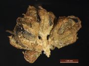 Blitum bonus-henricus: Fruchtknäuel mit reifen Nussfrüchten, Bot. Gärt. Bonn, Herb. Wissk 1297 (Foto: Rolf Wißkirchen)