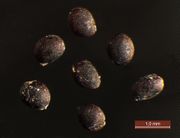 Blitum capitatum: reife ovale Samen, Bot Gärt. Bonn, Herb. Wissk. (Foto: Rolf Wißkirchen)